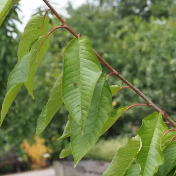 Prunus avium 'Ruby' (2 de 3)