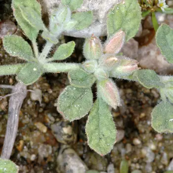 Glinus lotoides (4 de 4)