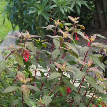 Fuchsia simplicicaulis