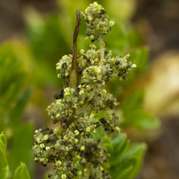 Spinacia oleracea
