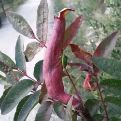 Baizongia pistaciae (2 de 2)