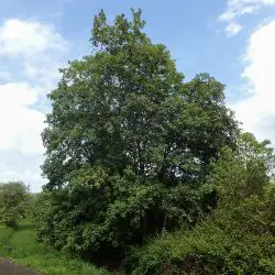 Acer pseudoplatanus (1 de 2)