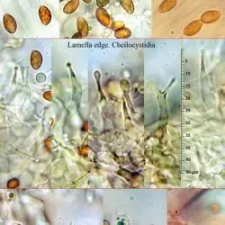Fotografía Phaeocollybia lugubris (Fr.) R. Heim (2 de 2)