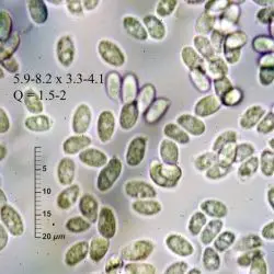 Clitocybe metachroa (Fr.) P. Kumm. var. metachroa (2 de 3) 