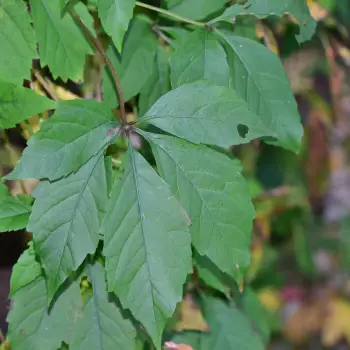 Parthenocissus quinquefolia (1 de 2)