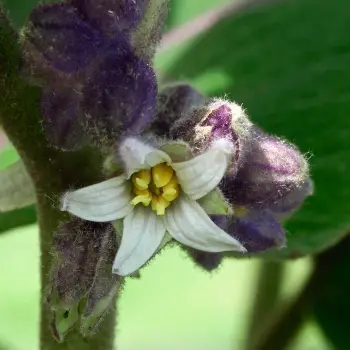 Solanum quitoense (3 de 3)