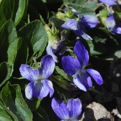 Viola rupestris (2 de 2)