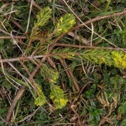 Thymelaea ruizii