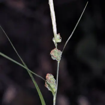Carex grioletii