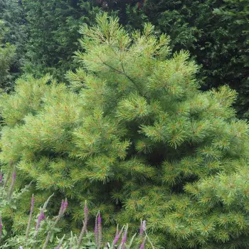 Pinus strobus 'Minima' (1 de 6)