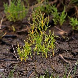 Salicornia ramosissima (2 de 2)