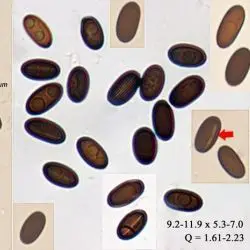 Lopadostoma turgidum (Pers.) Traverso (2 de 2)