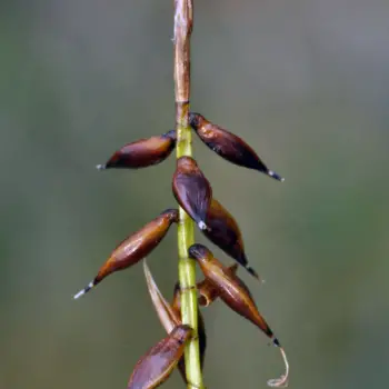 Carex pulicaris (2 de 2)