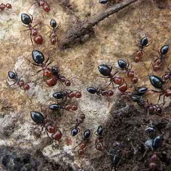 Camponotus ruber (1 de 3)