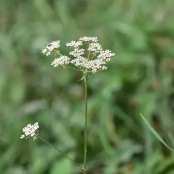 Peucedanum lancifolium (1 de 6)