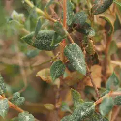 Helianthemum marifolium subsp marifolium (2 de 3)