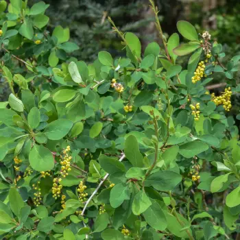 Berberis vulgaris subsp. cantabrica (1 de 2)