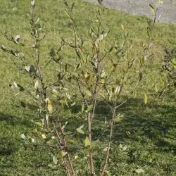 Salix hastata (1 de 3)