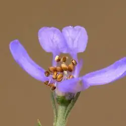Fotografía Delphinium halteratum subsp. verdunense (2 de 3)