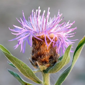 Centaurea nigra subsp. carpetana