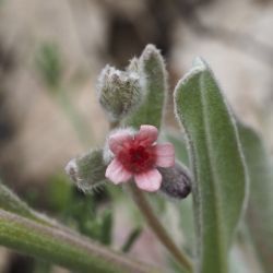 Fotografía Cynoglossum cheirifolium (3 de 3)