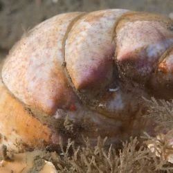 Crepidula fornicata