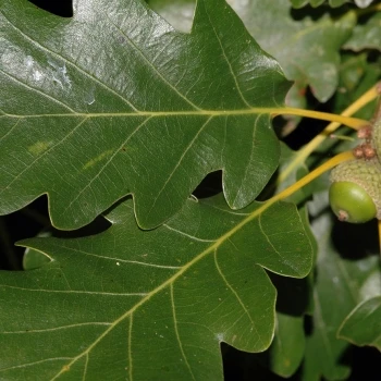Quercus petraea