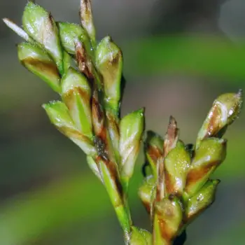 Carex ornithopoda (3 de 3)