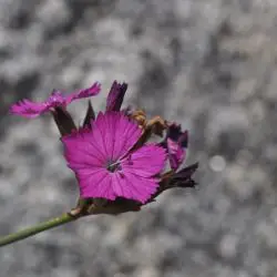 Fotografía Dianthus carthusianorum subsp. carthusianorum (3 de 3)