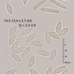 Fotografía Phacidiostroma multivalve (DC.) Höhn. (2 de 3)