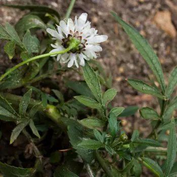 Cephalaria alpina (2 de 2)
