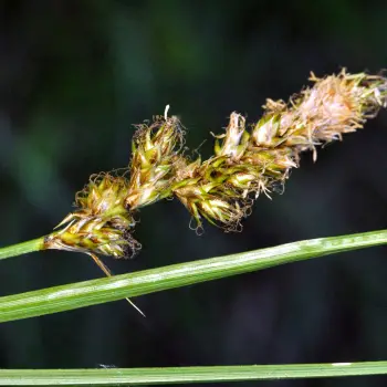 Carex disticha (5 de 6)