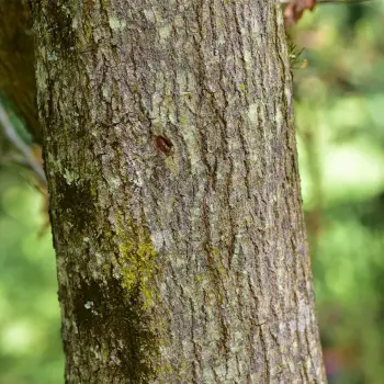 Quercus petraea subsp. petraea (5 de 6)