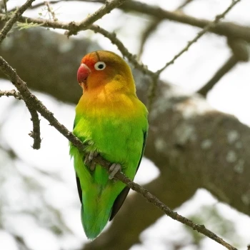 Agapornis fischeri
