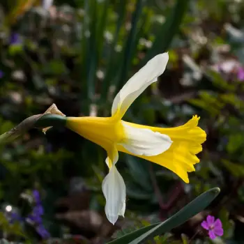 Narcissus pseudonarcissus subsp. nobilis (3 de 3)