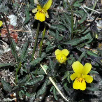 Viola langeana (1 de 4)