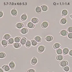 Tricholoma psammopus (Kalchbr.) Qul. (2 de 3)