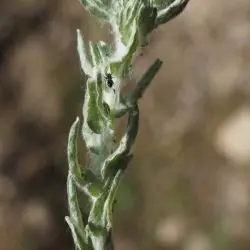 Bombycilaena erecta (1 de 2)