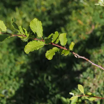 Salix foetida (1 de 6)