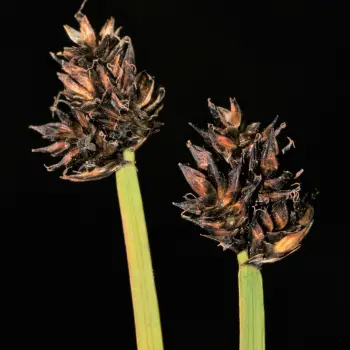 Carex furva