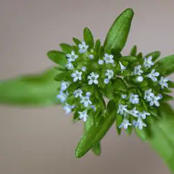 Valerianella carinata (3 de 3)