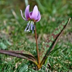 Erythronium dens-canis