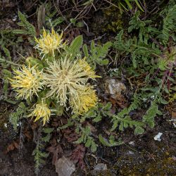 Fotografía Centaurea lagascana (3 de 3)
