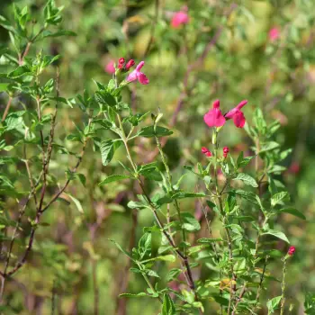 Salvia microphylla (4 de 4)