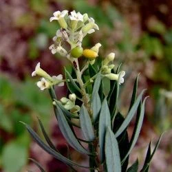 Daphne gnidium
