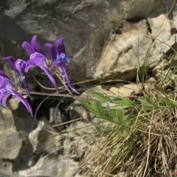 Fotografía Linaria alpina subsp. alpina (2 de 2) 