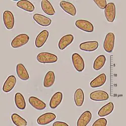Psathyrella langei (Malençon) Contu (2 de 3)