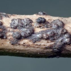Cucurbitaria rhamni (Nees) Fuckel (1 de 3)