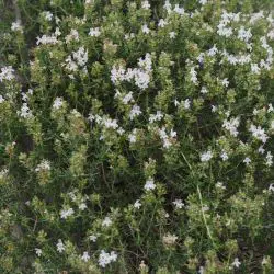 Fotografía Thymus vulgaris subsp. vulgaris (1 de 2)