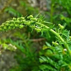 Aconitum vulparia (1 de 3)